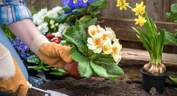 Plantar plantas perenes em um canteiro de flores