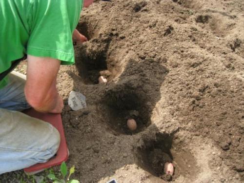 Plantando batatas em solo arenoso