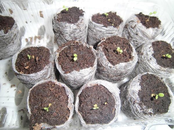 seedlings in tablets