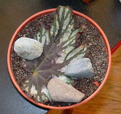 incised begonia leaf