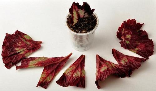 fragments of begonia leaf