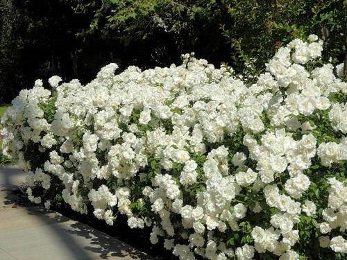 Trandafiri albi