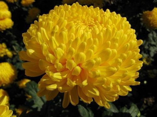 chrizantema-rivardi