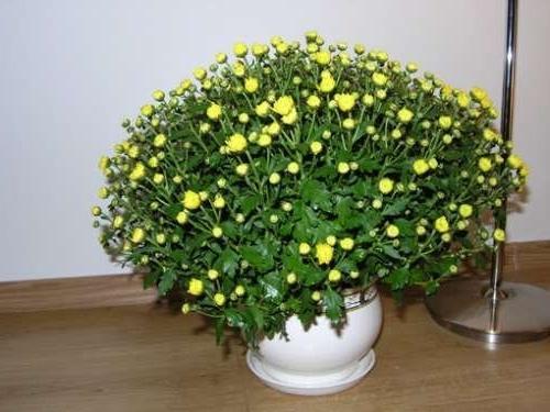 chrysanthemum in a pot