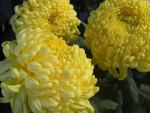 große gelbe Chrysantheme