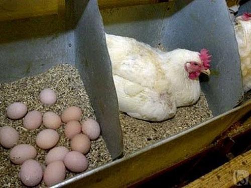 пиле в гнездото