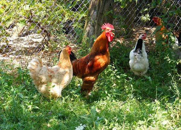 κοτόπουλα στην αυλή