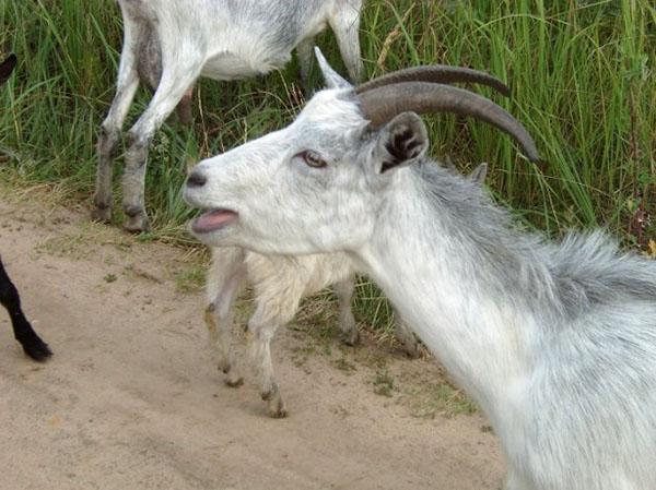 незаразни болести на козите