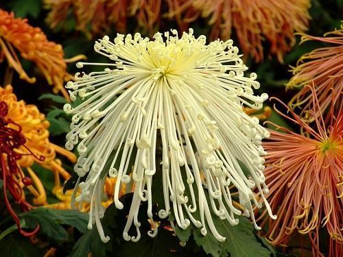 filamenteuze chrysanthemum