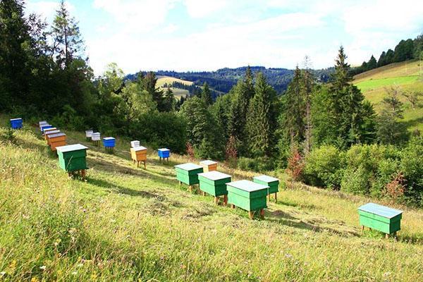 Bienenhaus vor Ort