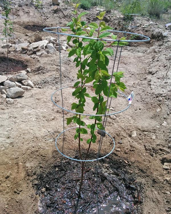plantering filt körsbär