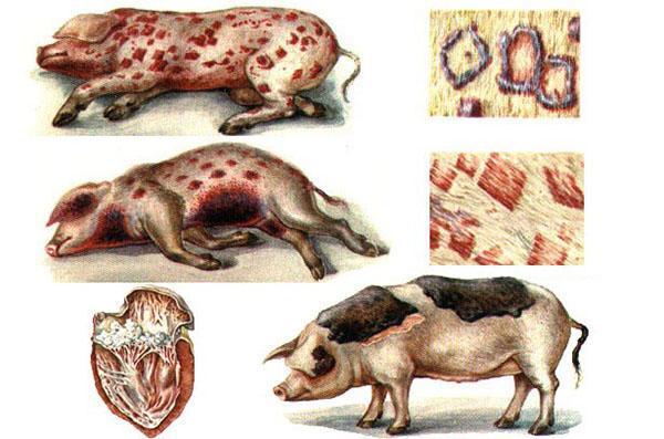 erysipelas in pigs