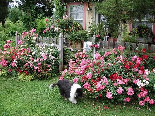 roses by the fence