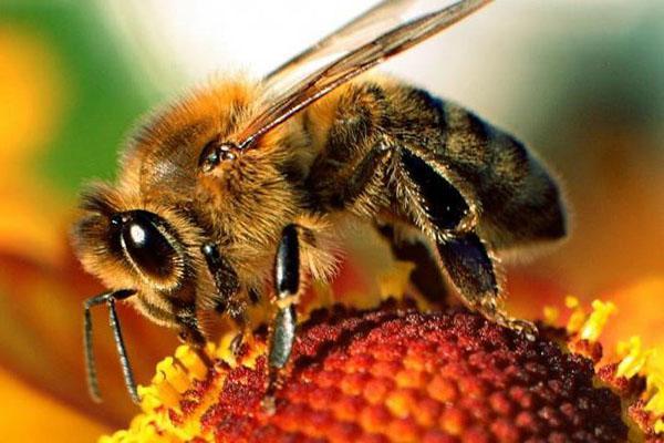 Pollensammlung