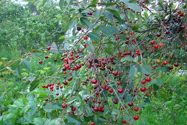 cherry variety vladimirskaya