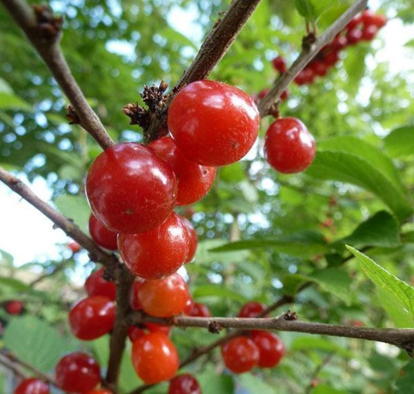 ripe berries