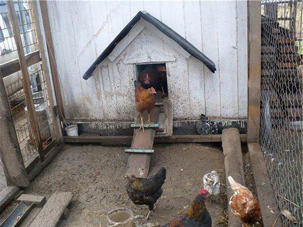 condicions de conservació de gallines