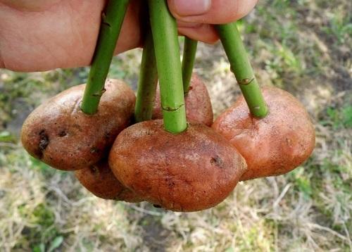 Stecklinge in Kartoffeln
