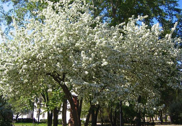 flores de huerto de cerezos