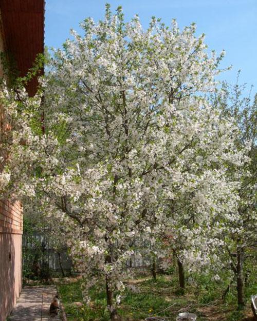 flori de cireș