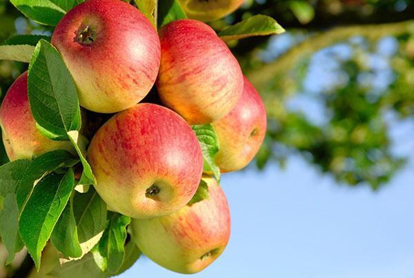 склад на витамини - ябълка