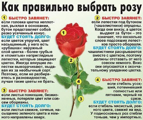 hoe je de juiste roos kiest