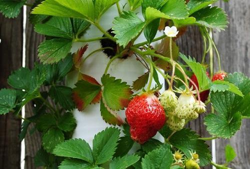 Erdbeeren in einem Blumenbeet aus einer Pfeife