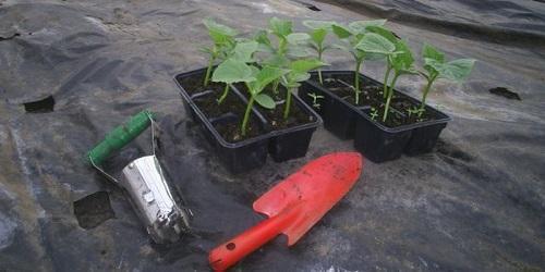 when to plant cucumber seedlings