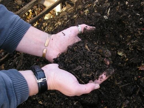 kompost z kuracieho hnoja
