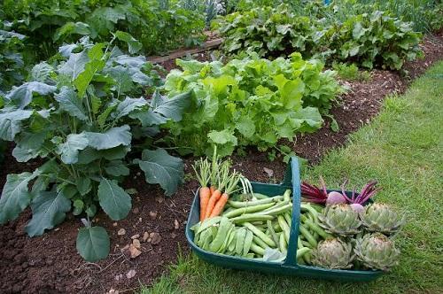 grădină de legume în grădină de legume