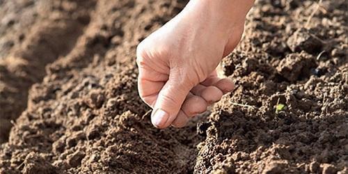 semer des graines dans le sol