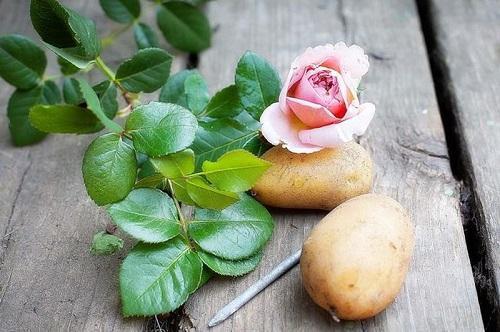 rose and potatoes