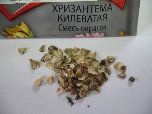 chrysanthemum seeds
