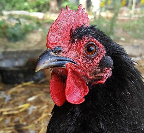 kycklingen har god hörsel