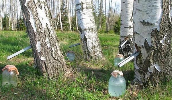 spring collection of birch sap