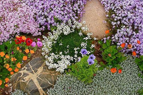 types of ground cover plants