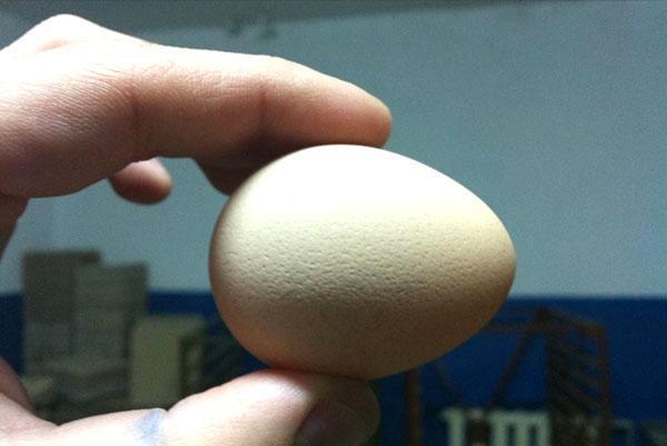 ovo para incubação
