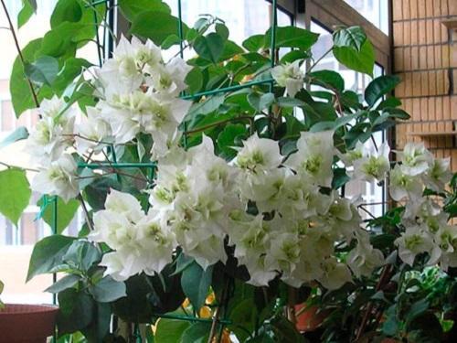popínavé rostliny bílé