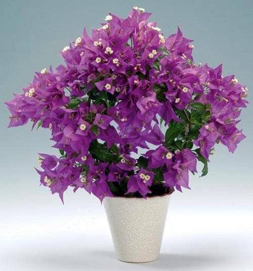 bougainvilliers lilas