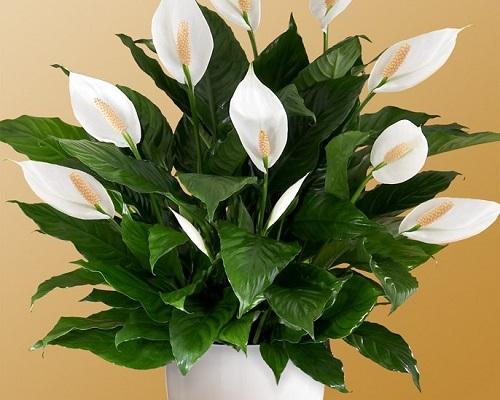 blooming spathiphyllum