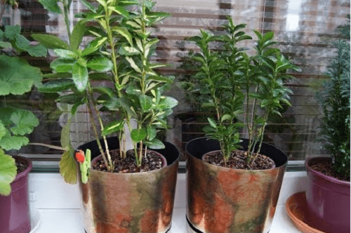 tweejarige Euonymus-planten