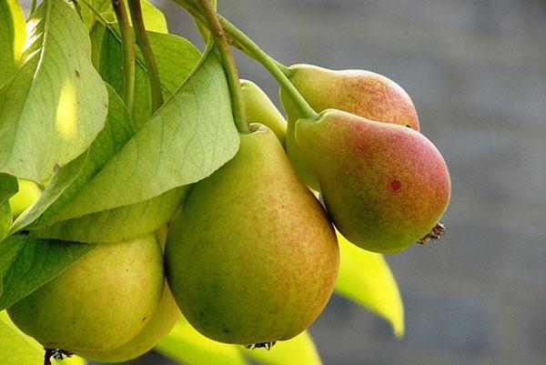 pear in your garden