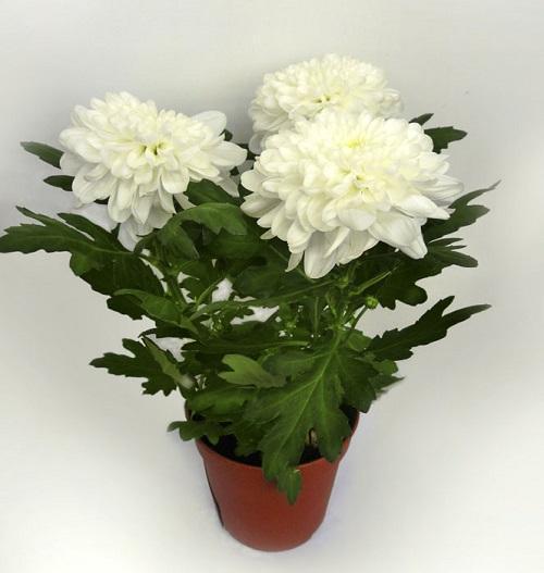 crizantema zemble albă