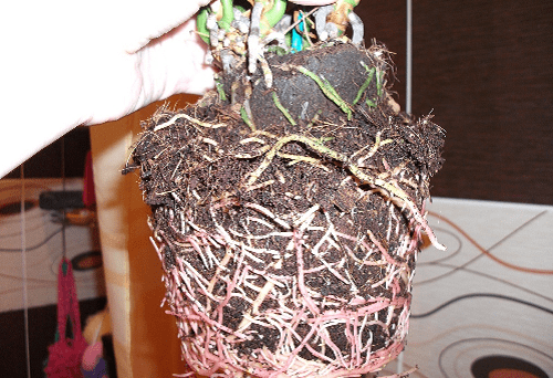 anthurium roots