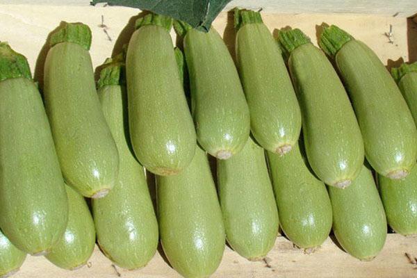 zucchine sane