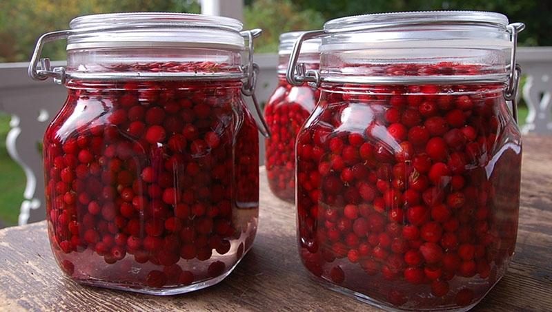 lingonberry opskrifter til vinteren uden sukker