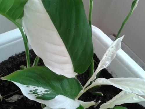 spathiphyllum with variegated leaves