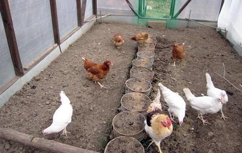 kycklingavfall