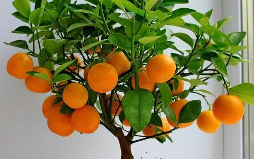 mandarijn-