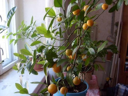 árvore de tangerina